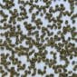 Green coffee Nyamasheke FW15+_3
