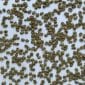 Green coffee Gicumbi FW15+_3