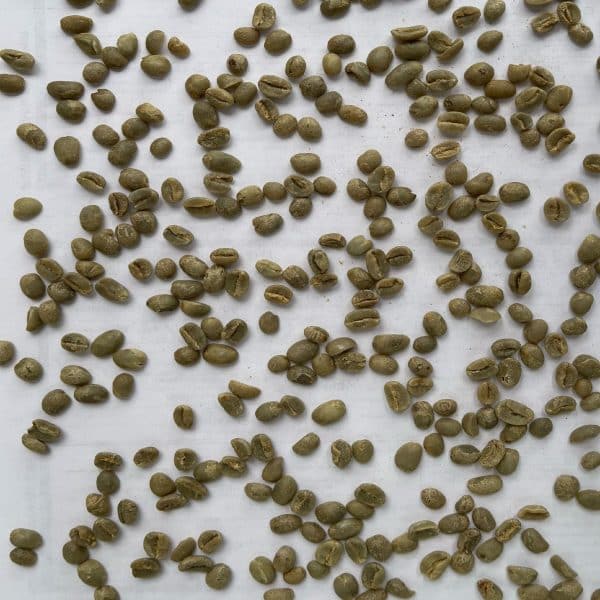 Green coffee Gakenke FW15+_3