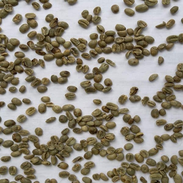 Green coffee Gisagara FW15+_3