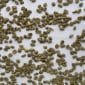 Green coffee Gisagara FW15+_3