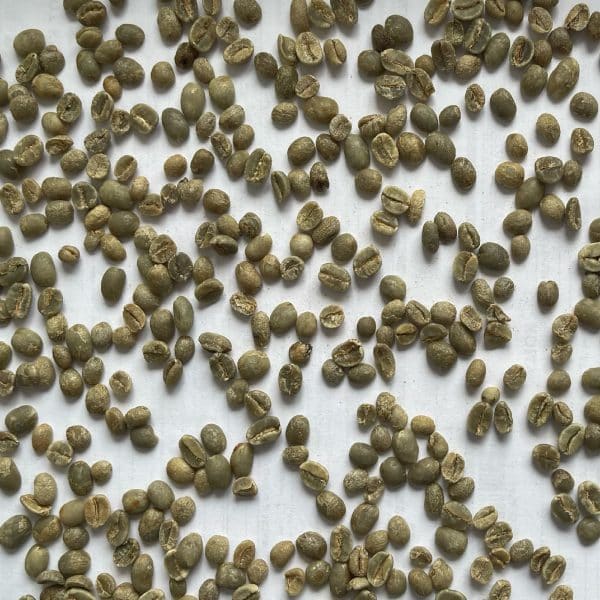 Green coffee Sholi SW14+_3