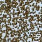 Green coffee arabica Rulindo Natural 15+_3