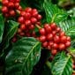 Ripe coffee cherries