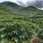 Coffee plantation